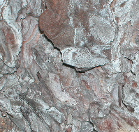 bark