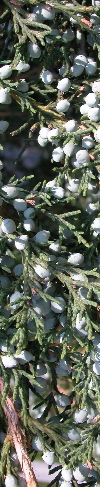 Juniper