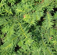 pingloj