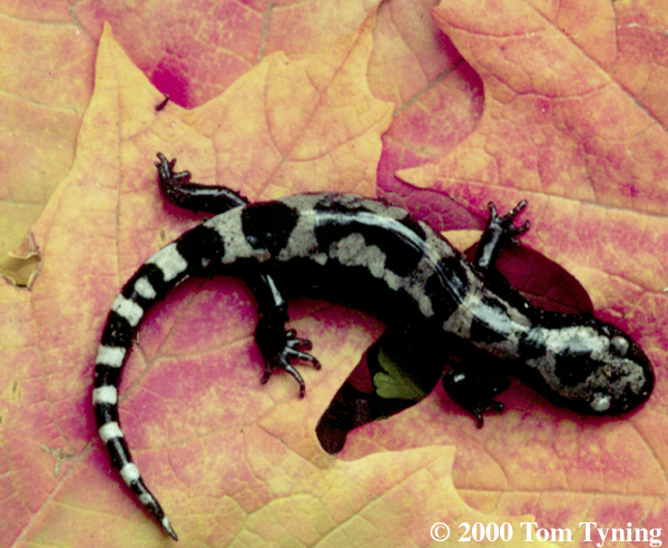 salamandroj